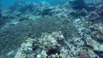 Free download Fun dive with KK Couple video and edit with RedcoolMedia movie maker MovieStudio video editor online and AudioStudio audio editor onlin