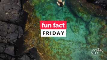 Free download Fun Fact Friday: Chickens video and edit with RedcoolMedia movie maker MovieStudio video editor online and AudioStudio audio editor onlin