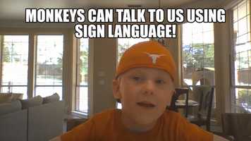 Free download Fun Facts about Monkeys! video and edit with RedcoolMedia movie maker MovieStudio video editor online and AudioStudio audio editor onlin