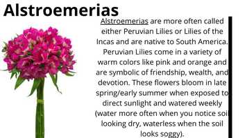 Free download FUN FLOWER FACTS Most Popular Flower Types.mp4 video and edit with RedcoolMedia movie maker MovieStudio video editor online and AudioStudio audio editor onlin