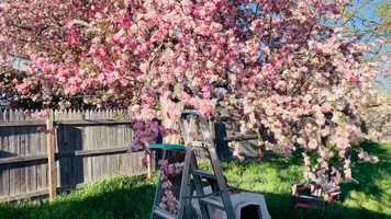 Free download Funne Pink Tree video and edit with RedcoolMedia movie maker MovieStudio video editor online and AudioStudio audio editor onlin