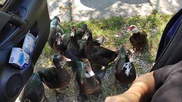 Free download Fun Time Feeding Ducks video and edit with RedcoolMedia movie maker MovieStudio video editor online and AudioStudio audio editor onlin