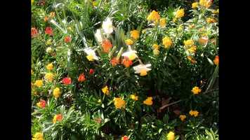 Free download Garden Party video and edit with RedcoolMedia movie maker MovieStudio video editor online and AudioStudio audio editor onlin