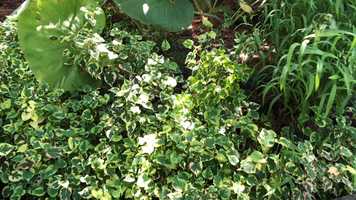 Free download Garden Stream (water sounds) video and edit with RedcoolMedia movie maker MovieStudio video editor online and AudioStudio audio editor onlin