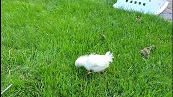 Free download gastonneke.movie video and edit with RedcoolMedia movie maker MovieStudio video editor online and AudioStudio audio editor onlin