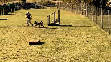 Free download German Shepherd off leash video and edit with RedcoolMedia movie maker MovieStudio video editor online and AudioStudio audio editor onlin