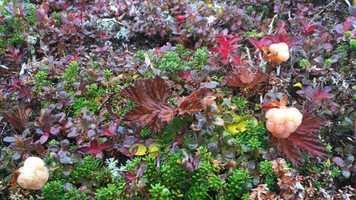 Free download Get ready for 4th year with Plant Ecology BIOL 3290 4.0 at York University, Toronto video and edit with RedcoolMedia movie maker MovieStudio video editor online and AudioStudio audio editor onlin