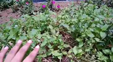 Free download Getting to know plants video and edit with RedcoolMedia movie maker MovieStudio video editor online and AudioStudio audio editor onlin