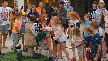 Free download Giant Panda Act video and edit with RedcoolMedia movie maker MovieStudio video editor online and AudioStudio audio editor onlin