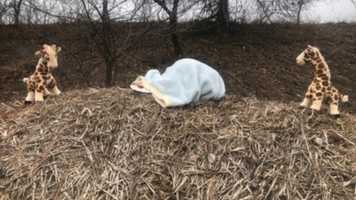 Free download Girafey vs Girafey video and edit with RedcoolMedia movie maker MovieStudio video editor online and AudioStudio audio editor onlin