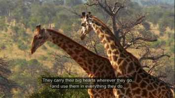 Free download Giraffe film video and edit with RedcoolMedia movie maker MovieStudio video editor online and AudioStudio audio editor onlin