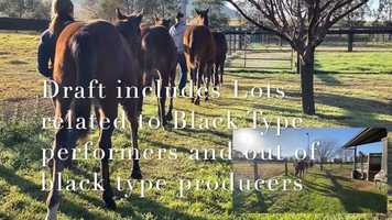 Free download GLASTONBURY Inglis Weanling Draft June 2020 video and edit with RedcoolMedia movie maker MovieStudio video editor online and AudioStudio audio editor onlin