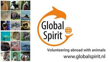 Free download Global Spirit volunteering abroad with animals video and edit with RedcoolMedia movie maker MovieStudio video editor online and AudioStudio audio editor onlin