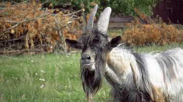 Free download Goat Grazing Stock Video video and edit with RedcoolMedia movie maker MovieStudio video editor online and AudioStudio audio editor onlin