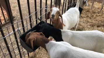 Free download Goat Interaction Feeding (no sound) video and edit with RedcoolMedia movie maker MovieStudio video editor online and AudioStudio audio editor onlin