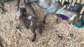 Free download Goat Kids Feeding (no voice) video and edit with RedcoolMedia movie maker MovieStudio video editor online and AudioStudio audio editor onlin