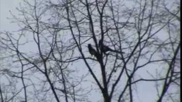 Free download GOD IS MY CO-PILOT magpie in flight video and edit with RedcoolMedia movie maker MovieStudio video editor online and AudioStudio audio editor onlin