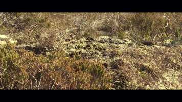 Free download Going bananas video and edit with RedcoolMedia movie maker MovieStudio video editor online and AudioStudio audio editor onlin