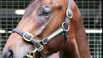 Free download Gold Coast Magic Millions Wandjina x Special Melody Colt video and edit with RedcoolMedia movie maker MovieStudio video editor online and AudioStudio audio editor onlin