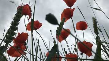 Free download GOLD HAS NO MEMORY video and edit with RedcoolMedia movie maker MovieStudio video editor online and AudioStudio audio editor onlin