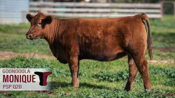 Free download Goondoola Monique Q20 (PSPQ20) video and edit with RedcoolMedia movie maker MovieStudio video editor online and AudioStudio audio editor onlin