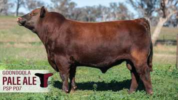 Free download Goondoola Pale Ale P07 (PSP P07) video and edit with RedcoolMedia movie maker MovieStudio video editor online and AudioStudio audio editor onlin