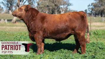 Free download Goondoola Patriot P25 (PSP P25) video and edit with RedcoolMedia movie maker MovieStudio video editor online and AudioStudio audio editor onlin