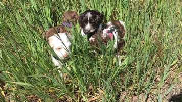 Free download Gorgeousdoodles Summer day video and edit with RedcoolMedia movie maker MovieStudio video editor online and AudioStudio audio editor onlin