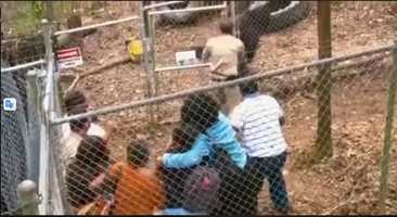 Free download gorilla fun video and edit with RedcoolMedia movie maker MovieStudio video editor online and AudioStudio audio editor onlin