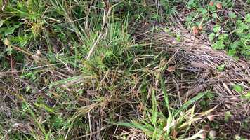 Free download Grass Plants video and edit with RedcoolMedia movie maker MovieStudio video editor online and AudioStudio audio editor onlin