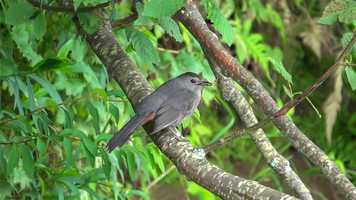 Free download Gray Catbird (19 July 2019) video and edit with RedcoolMedia movie maker MovieStudio video editor online and AudioStudio audio editor onlin