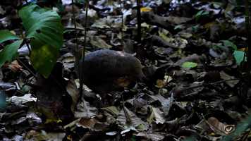 Free download Great Tinamou (Tinamus major, Tinanidae: Tinamous) Costa Rica, March 2020 (4K) video and edit with RedcoolMedia movie maker MovieStudio video editor online and AudioStudio audio editor onlin