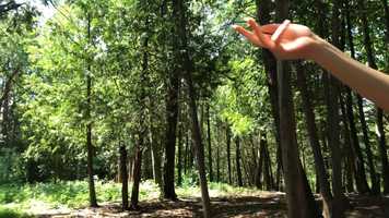 Free download GreenDream video and edit with RedcoolMedia movie maker MovieStudio video editor online and AudioStudio audio editor onlin