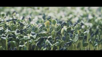 Free download GreenPlate Superfoods | Aishani Media video and edit with RedcoolMedia movie maker MovieStudio video editor online and AudioStudio audio editor onlin