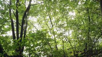 Free download Green Thickets Stock Video video and edit with RedcoolMedia movie maker MovieStudio video editor online and AudioStudio audio editor onlin