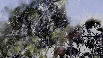 Free download GRETAS HIDING PLACES by Camelia Mirescu, Music by Julia Gjertsen, Collage art by Nikola Gocić video and edit with RedcoolMedia movie maker MovieStudio video editor online and AudioStudio audio editor onlin