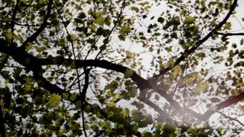 Free download Grey Gardens Teaser 2 video and edit with RedcoolMedia movie maker MovieStudio video editor online and AudioStudio audio editor onlin