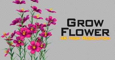 Free download Grow Flowers 4K | Motion Graphics - Envato elements video and edit with RedcoolMedia movie maker MovieStudio video editor online and AudioStudio audio editor onlin