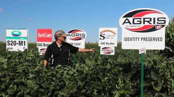 Free download Growing IP soybeans video and edit with RedcoolMedia movie maker MovieStudio video editor online and AudioStudio audio editor onlin