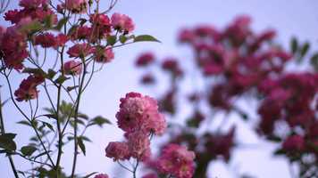 Free download Growing Through COVID-19 Film Trailer video and edit with RedcoolMedia movie maker MovieStudio video editor online and AudioStudio audio editor onlin