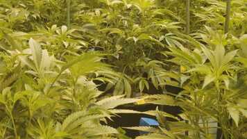 Free download Grow Ohio - Comparing Our LEDs To The Competition.mp4 video and edit with RedcoolMedia movie maker MovieStudio video editor online and AudioStudio audio editor onlin