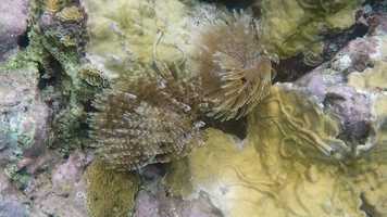 Free download Guadeloupe Highlight video and edit with RedcoolMedia movie maker MovieStudio video editor online and AudioStudio audio editor onlin