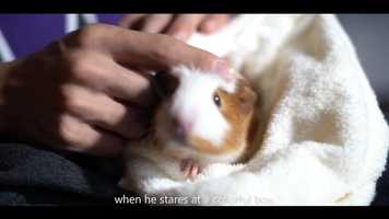 Free download Guinea Pig Diary | Anchoring in Seattle | Chapter one video and edit with RedcoolMedia movie maker MovieStudio video editor online and AudioStudio audio editor onlin