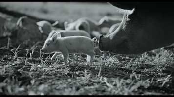 Free download GUNDA Trailer video and edit with RedcoolMedia movie maker MovieStudio video editor online and AudioStudio audio editor onlin