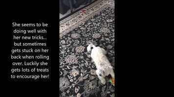 Free download Gypsies Movie (Nikkis dog) video and edit with RedcoolMedia movie maker MovieStudio video editor online and AudioStudio audio editor onlin