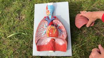Free download H3a2 Heart  Vessels in Chest video and edit with RedcoolMedia movie maker MovieStudio video editor online and AudioStudio audio editor onlin