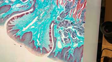 Free download H6a2 Tongue 40X video and edit with RedcoolMedia movie maker MovieStudio video editor online and AudioStudio audio editor onlin