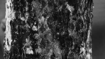 Free download Haiku Cinema Vol 1 No 3 video and edit with RedcoolMedia movie maker MovieStudio video editor online and AudioStudio audio editor onlin