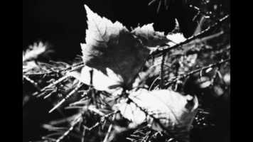 Free download Haiku Cinema Vol 1 No 9 video and edit with RedcoolMedia movie maker MovieStudio video editor online and AudioStudio audio editor onlin