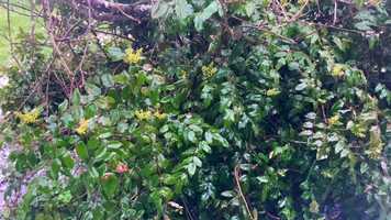 Free download Hail B (rain sounds - no voice) video and edit with RedcoolMedia movie maker MovieStudio video editor online and AudioStudio audio editor onlin